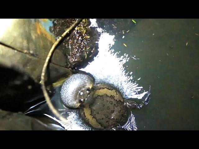 Video thumbnail for All frog call other frog at night after rain