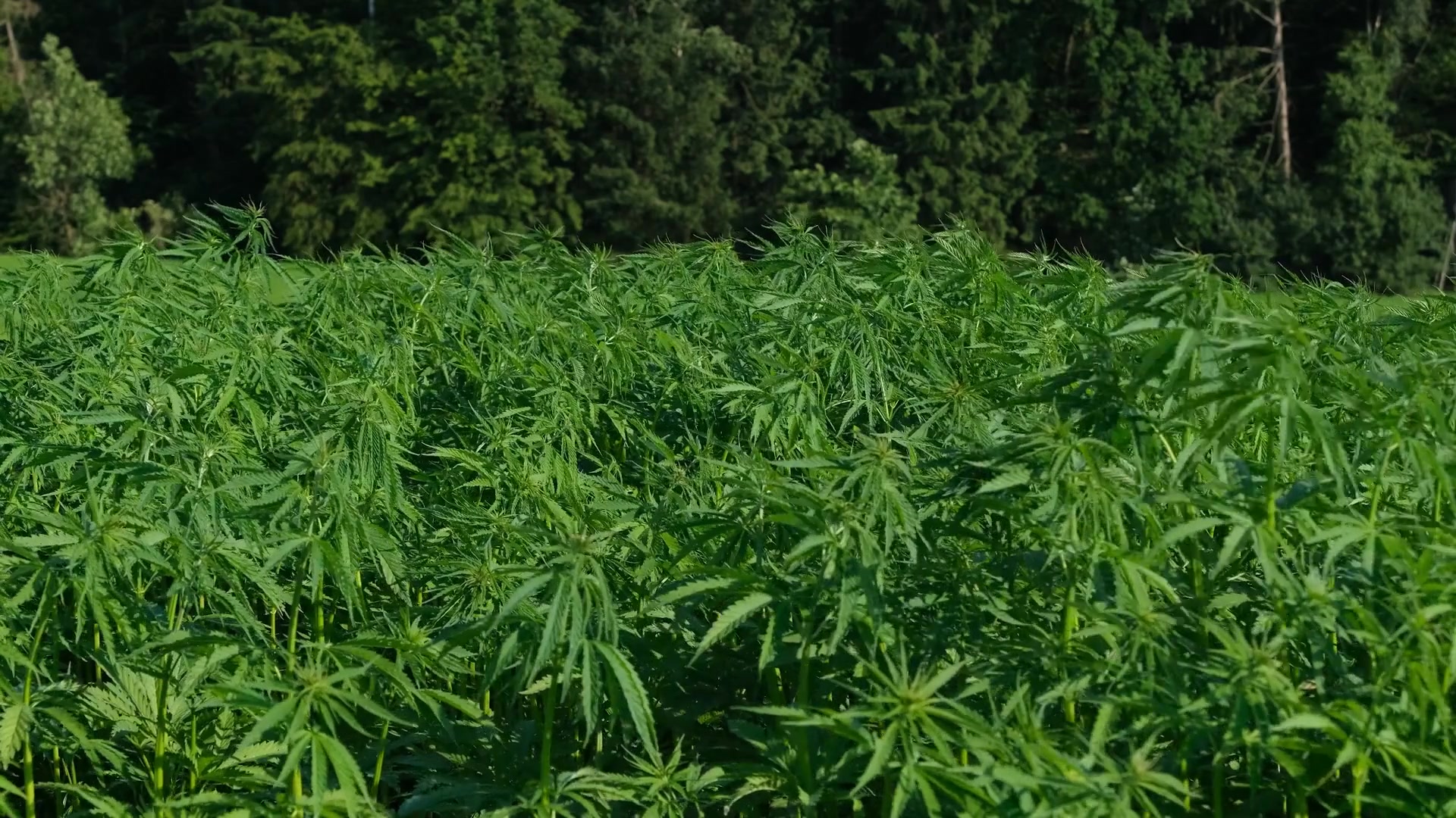 Video thumbnail for Hemp-Based Resins: Eco-Friendly Innovation in Crafting