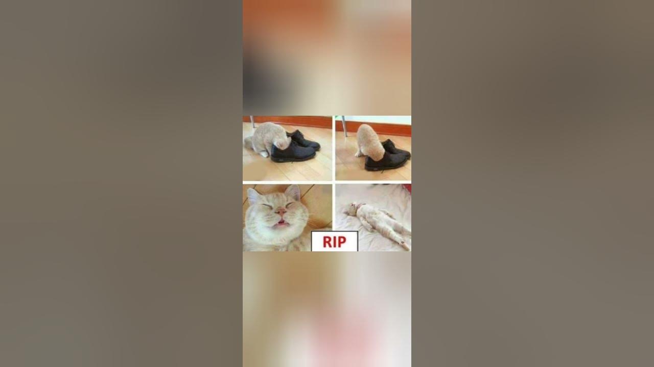 'Video thumbnail for Memes only Legends will find funny,op memes | Relatable memes | #110 #shorts #memes #anonymous #meme'