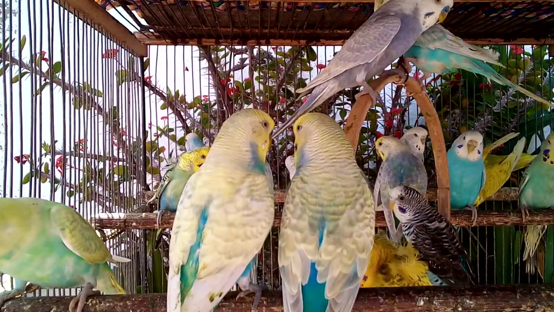 'Video thumbnail for The Most Relaxing Parrot Sounds You'll Hear Today 💤🎶'