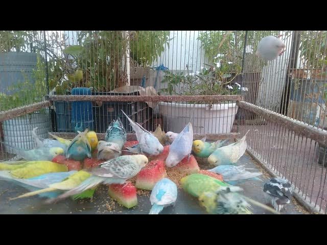 'Video thumbnail for The Benefits of Keeping Budgerigars Why They Make Great Pets!'