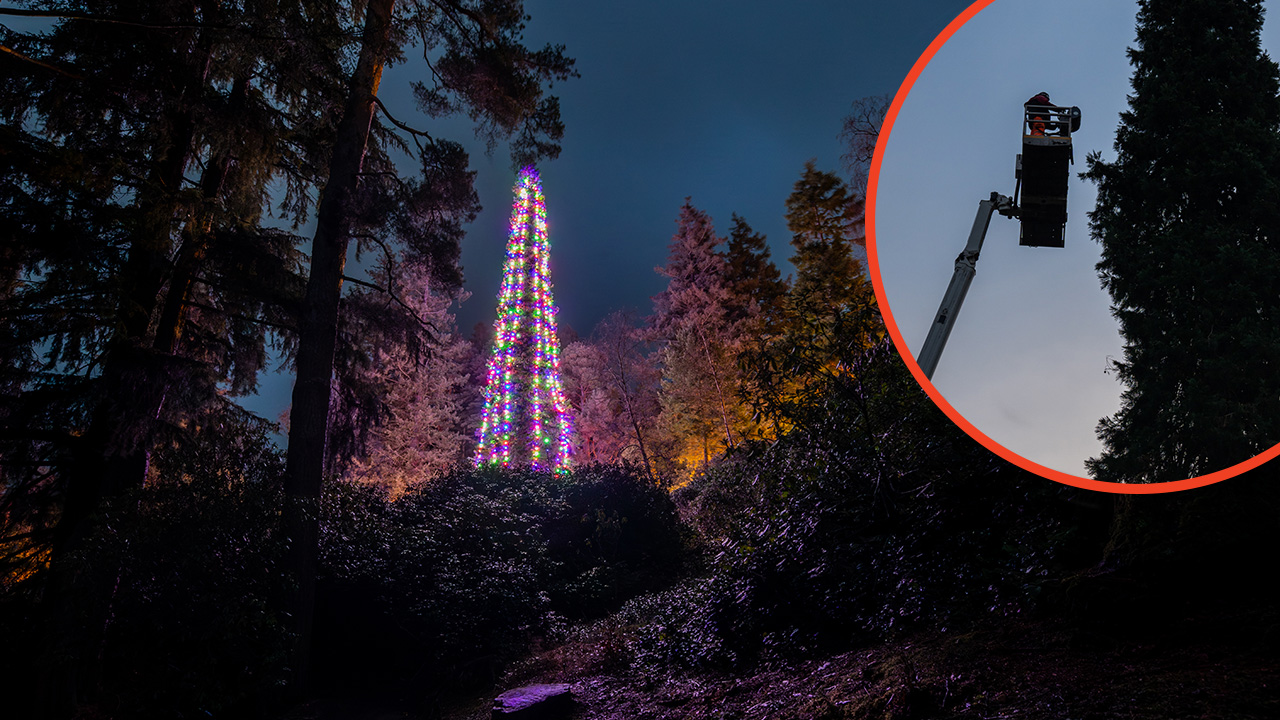 'Video thumbnail for Tallest bedded Christmas tree'
