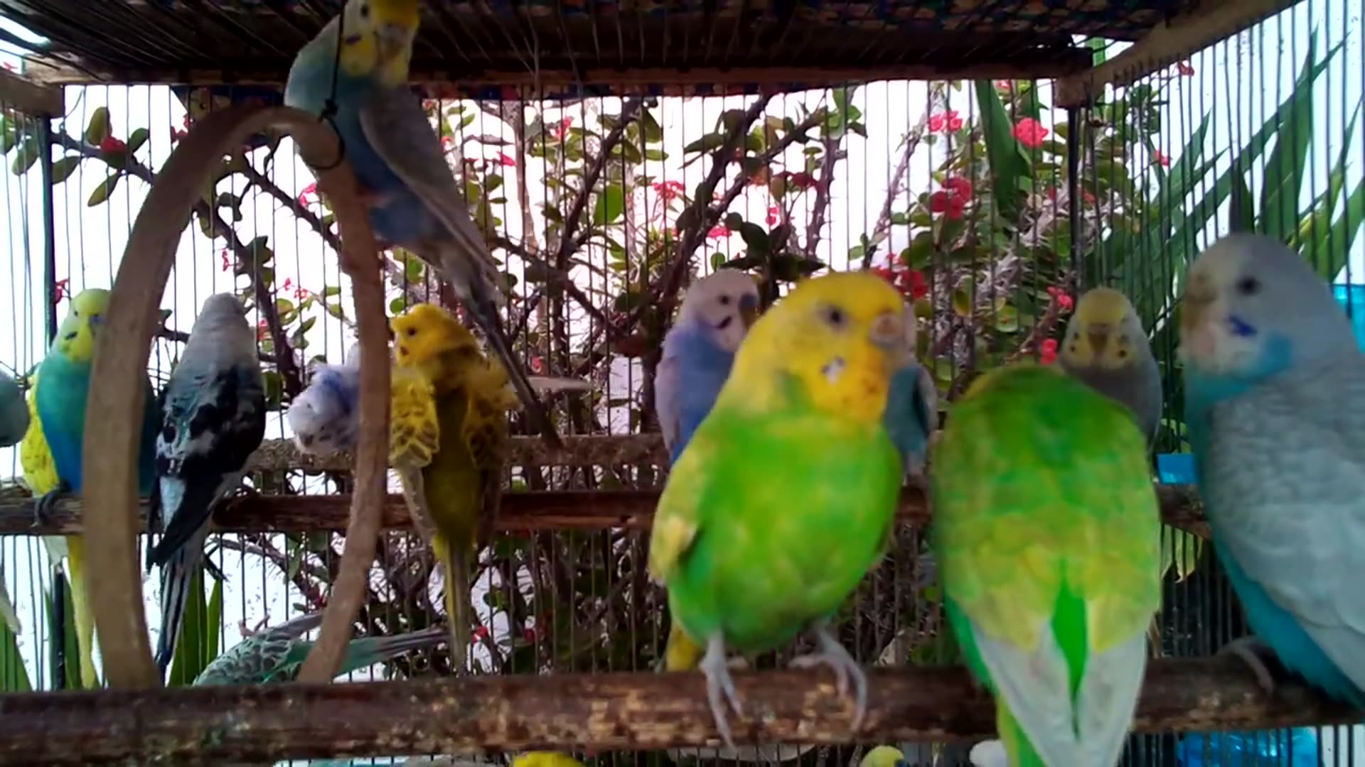'Video thumbnail for Budgie Mirror Reactions   Hilarious Sound Effects! 🪞🤣 #FunnyReactions #BirdMirror'