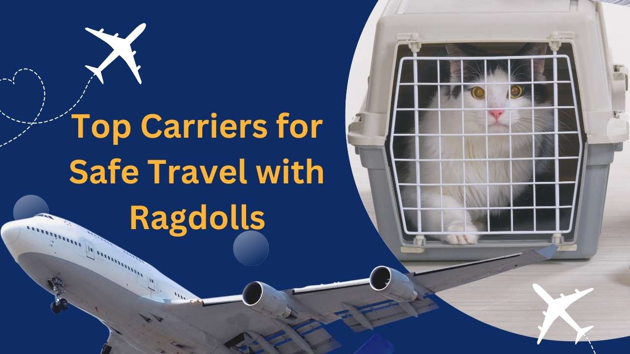 Video thumbnail for Top Carriers for Safe Travel with Ragdolls