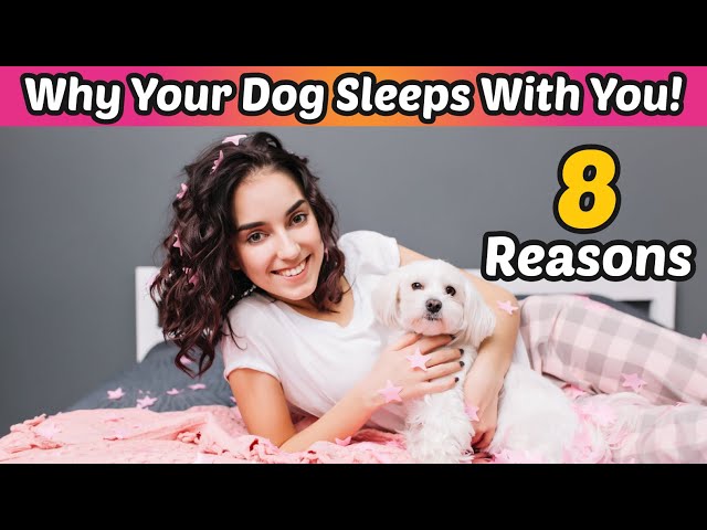 Video thumbnail for Your Dog Sleeps With You for THESE 8 Surprising Reasons!