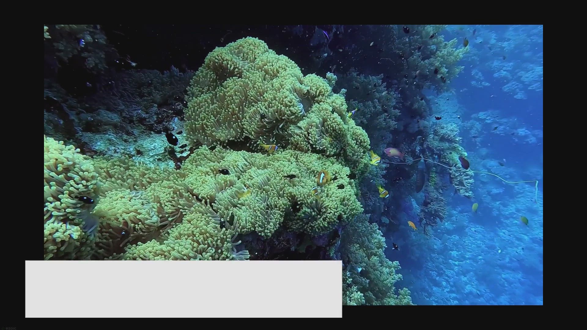 Video thumbnail for Fish for Brackish Aquariums: Exploring Unique Environments