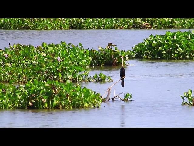 Video thumbnail for In lake bird wait underwater catch fish eat