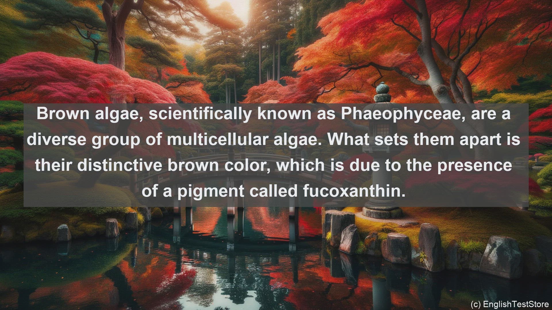 'Video thumbnail for Brown algae in science  definition and examples'
