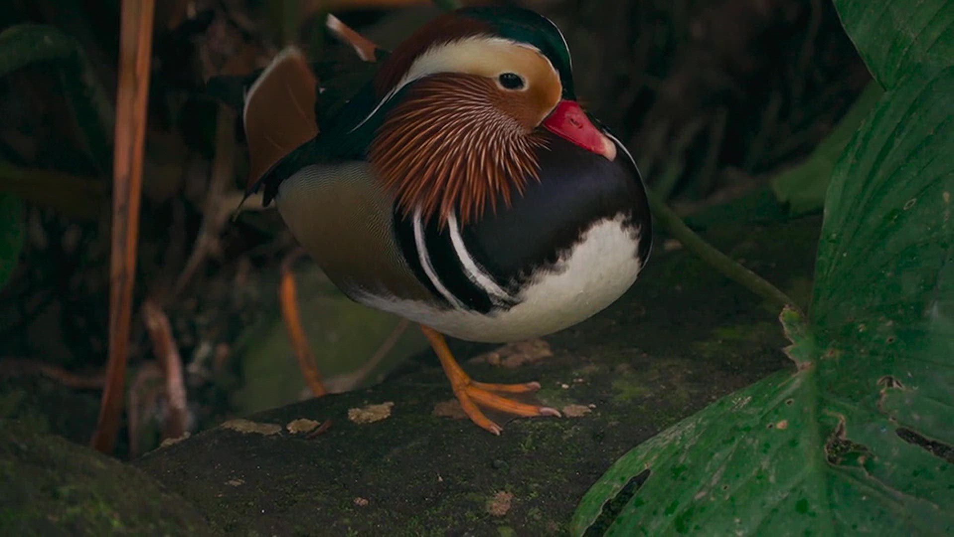 Video thumbnail for duck 3