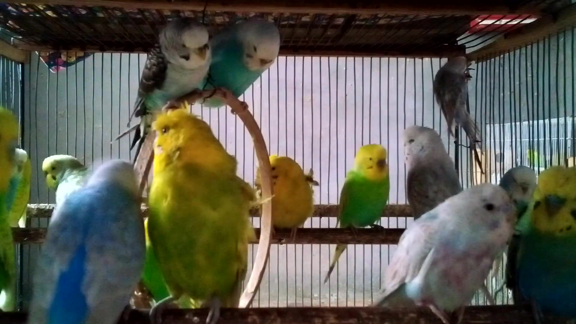 'Video thumbnail for Funny Budgie Talking & Loving Sounds 😂🐤  Can You Handle the Cuteness!'