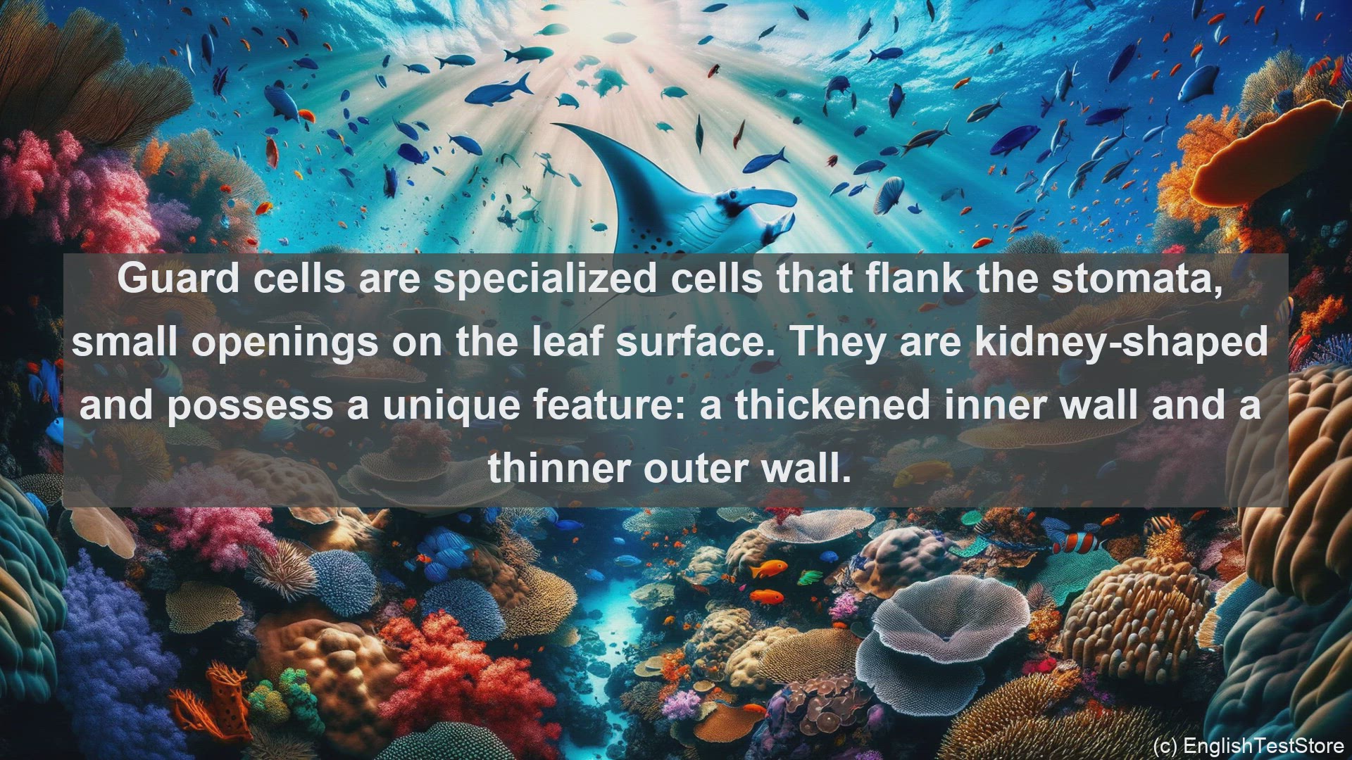 'Video thumbnail for Guard cell in science  definition and examples'
