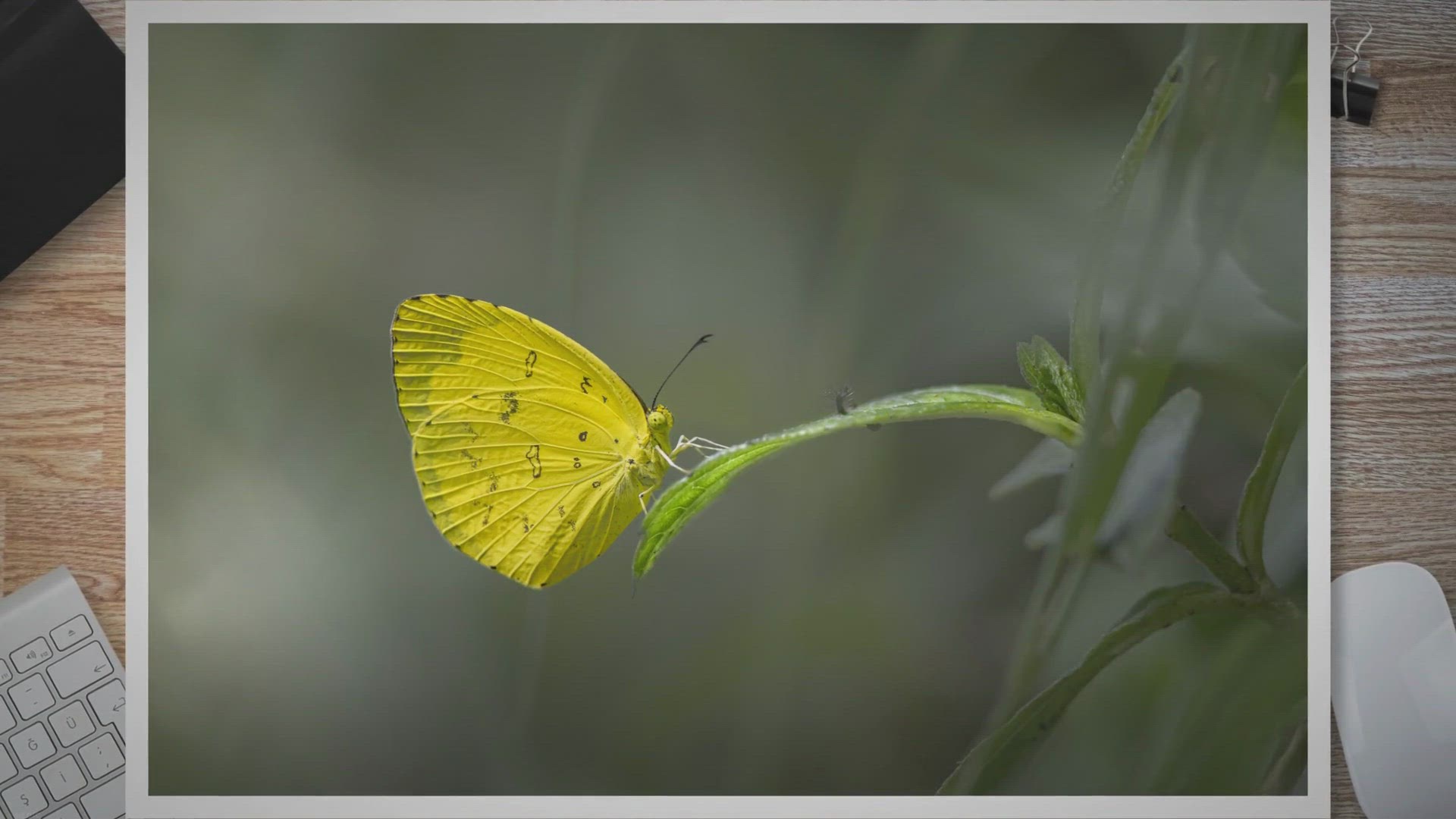 Video thumbnail for Significado espiritual de la mariposa amarilla