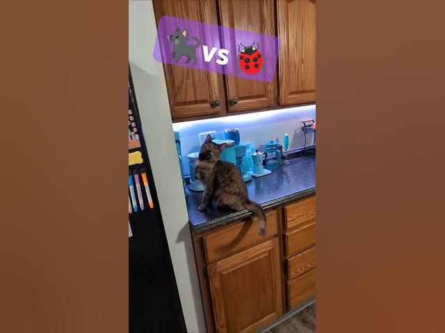 Video thumbnail for Soot Vs Bug | Soot & Shine 🐈⬛🐈