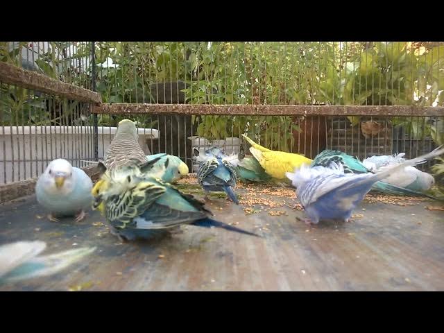 'Video thumbnail for 🎯 Affordable Toys and Accessories That Bring Big Smiles to Your Budgie! 🎭🎁'