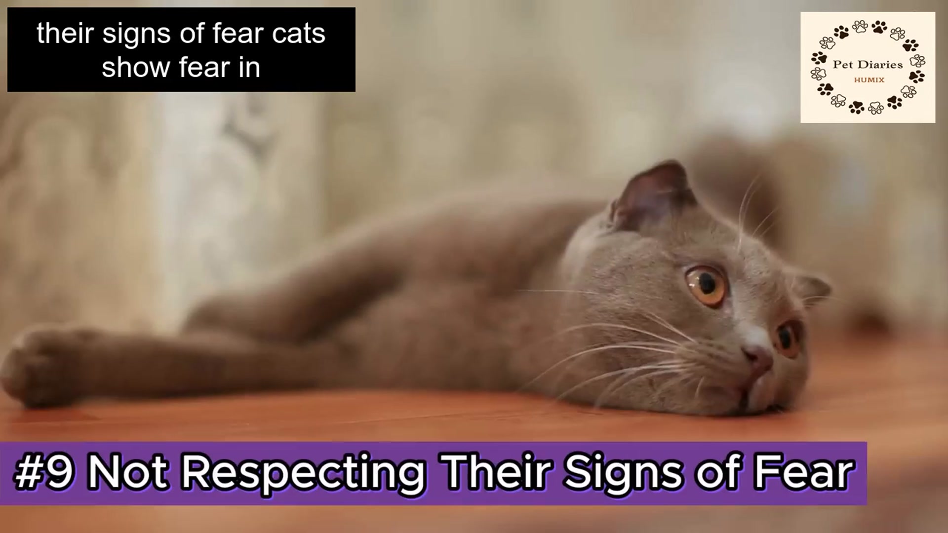 Video thumbnail for Build Trust with Your Cat 11 Things to Avoid!