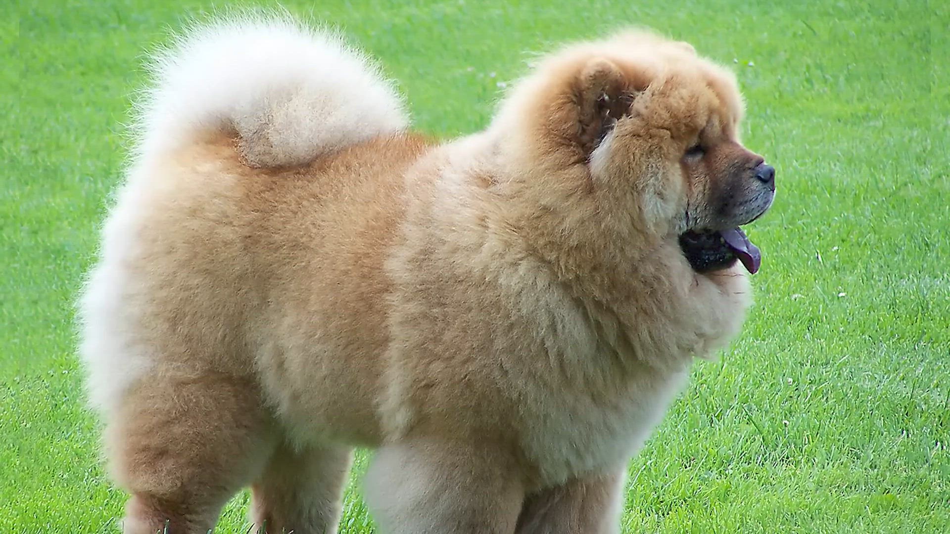 'Video thumbnail for CHOW CHOW VS SAMOIEDA, QUAL O MELHOR CÃO PRIMITIVO?'