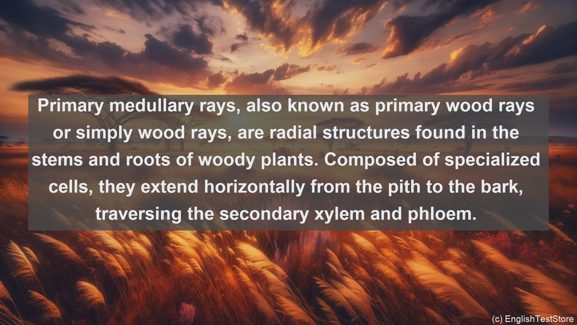 'Video thumbnail for Primary medullary rays in science  definition and examples'