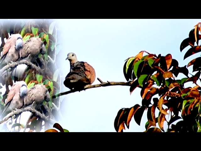 Video thumbnail for Fores wild dove bird stay on here
