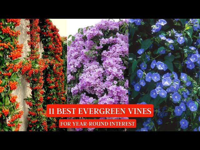 Video thumbnail for 11 Best Evergreen Vines for Year-Round Interest #vines #creepers #vine