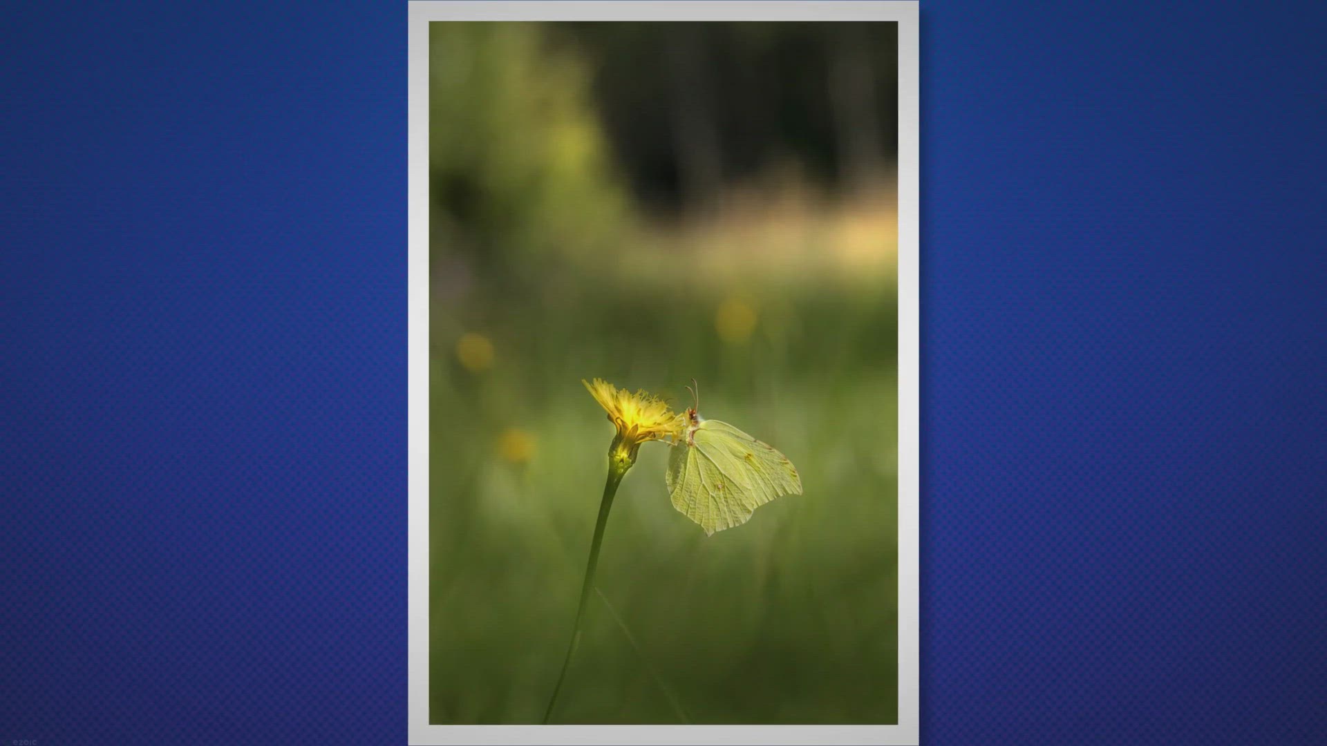 Video thumbnail for Gele vlinder spirituele betekenis