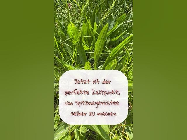 Video thumbnail for Spitzwegerichtee selber machen - Super einfach und perfekt für den Herbst #springonshorts #diy