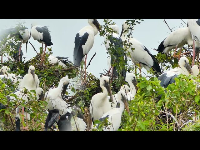 Video thumbnail for The crane bird stay here alot to made nest here