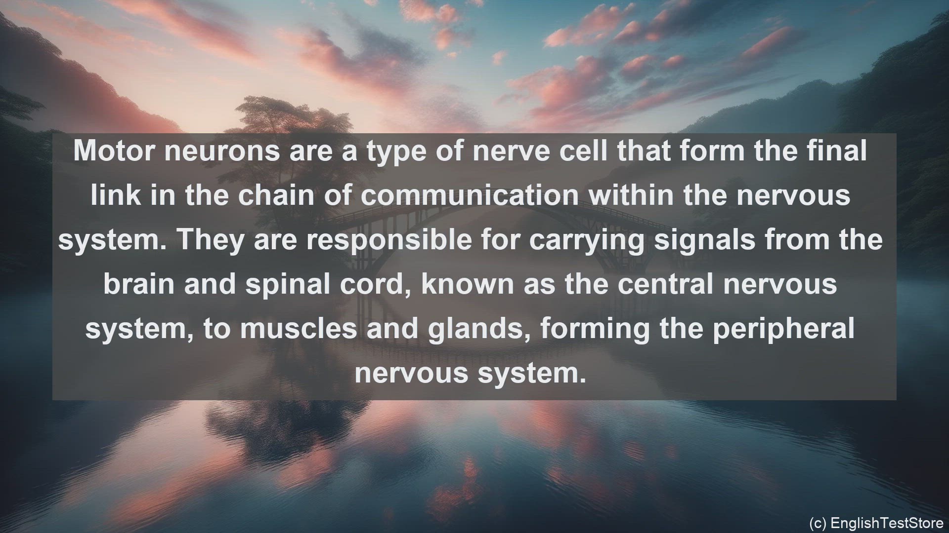 'Video thumbnail for Motor neuron in science  definition and examples'