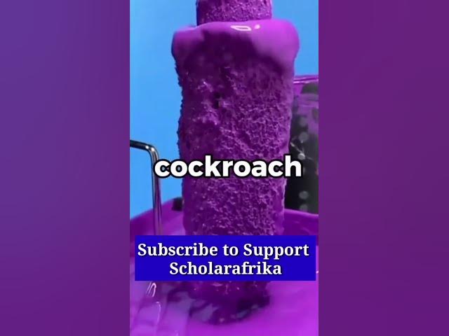 Video thumbnail for Animal Facts #youtubeshortvideo #shorts #fypシ゚viral #facts