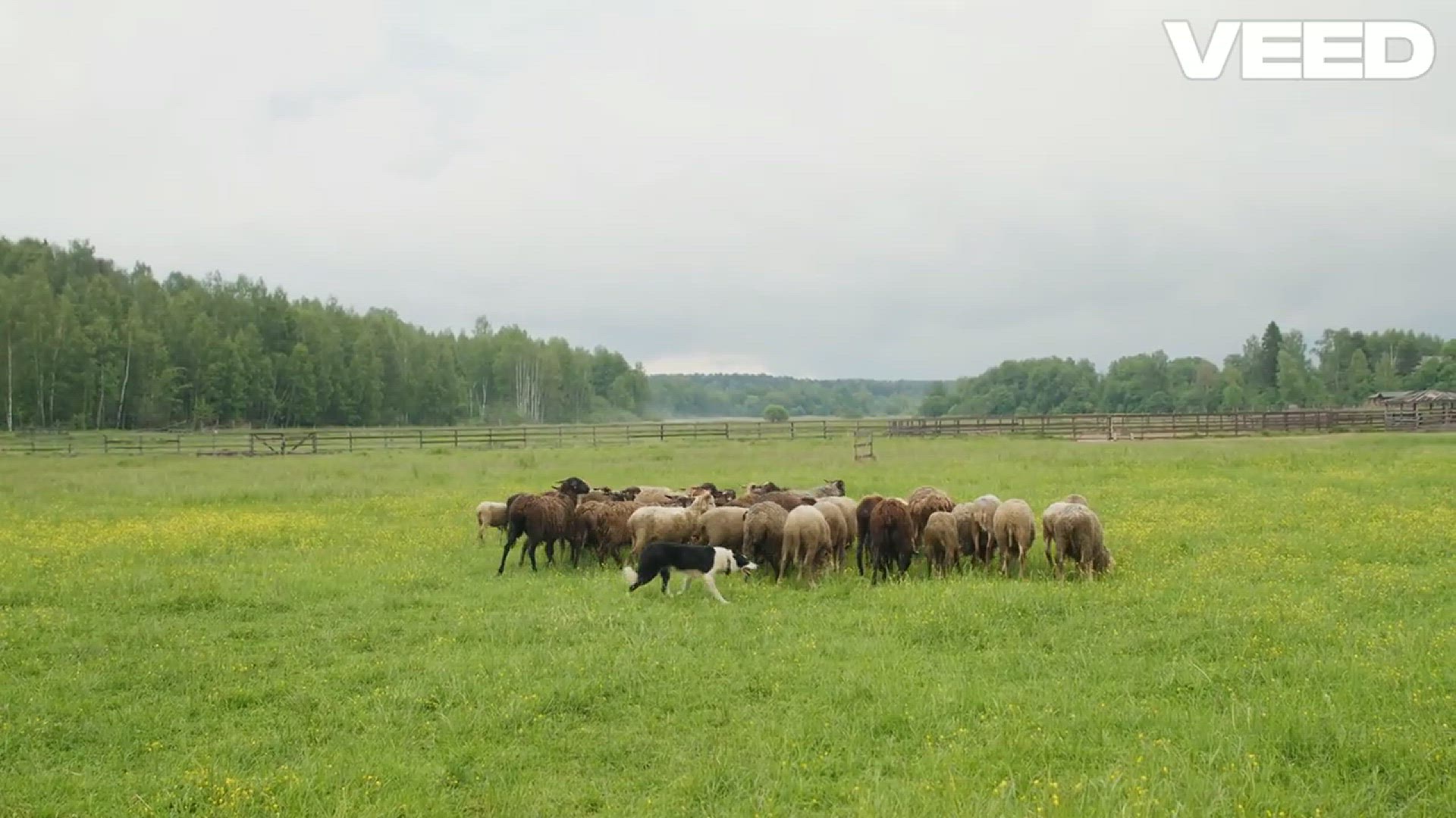 'Video thumbnail for Discover the Unique Traits of 340 Dog Breeds!'