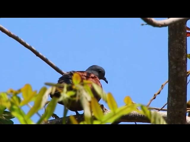 Video thumbnail for Femal wild dove bird waiitng in love with male dove bird