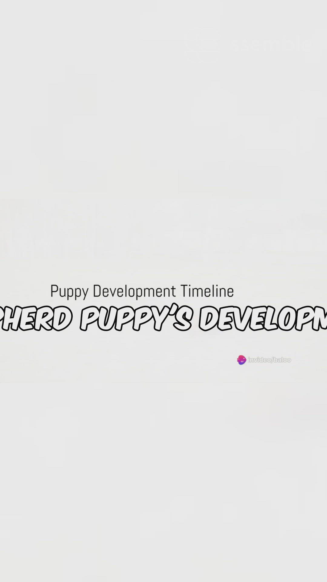 'Video thumbnail for GSD Growth Spurt'