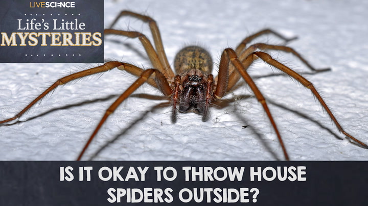 Video thumbnail for Should You Release House Spiders Outdoors?