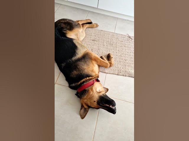 Video thumbnail for I'm not dead, I'm just pretending.