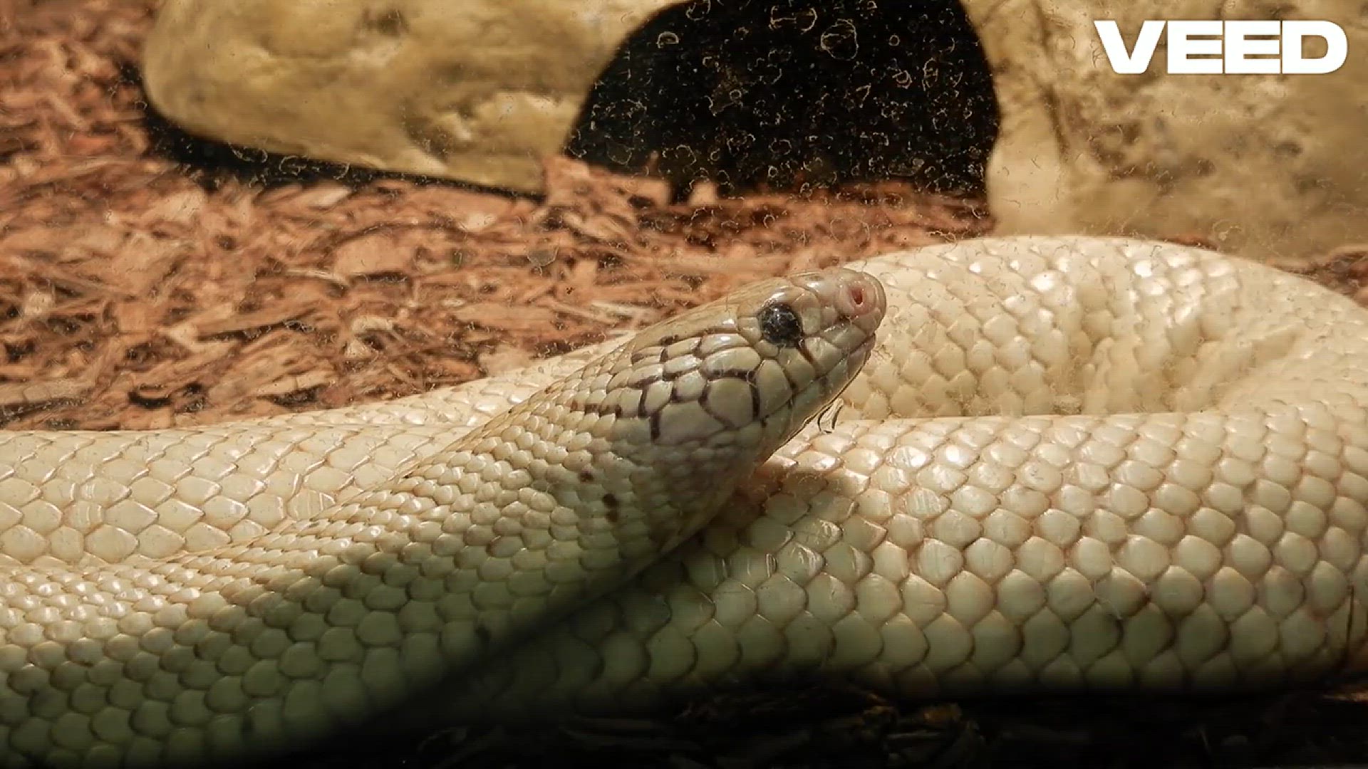 'Video thumbnail for Black Mamba_ Nature’s Deadly Wonder'