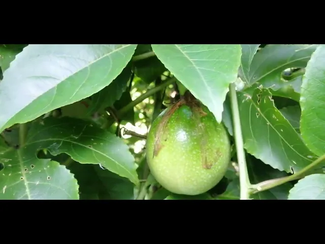 Video thumbnail for Passion Fruit