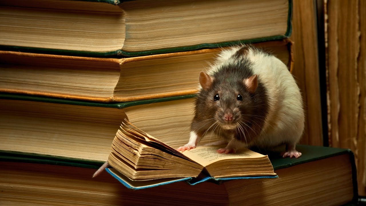 Video thumbnail for Do Rats Have Good Memories? 🐀🧠 Everything You Need to Know!