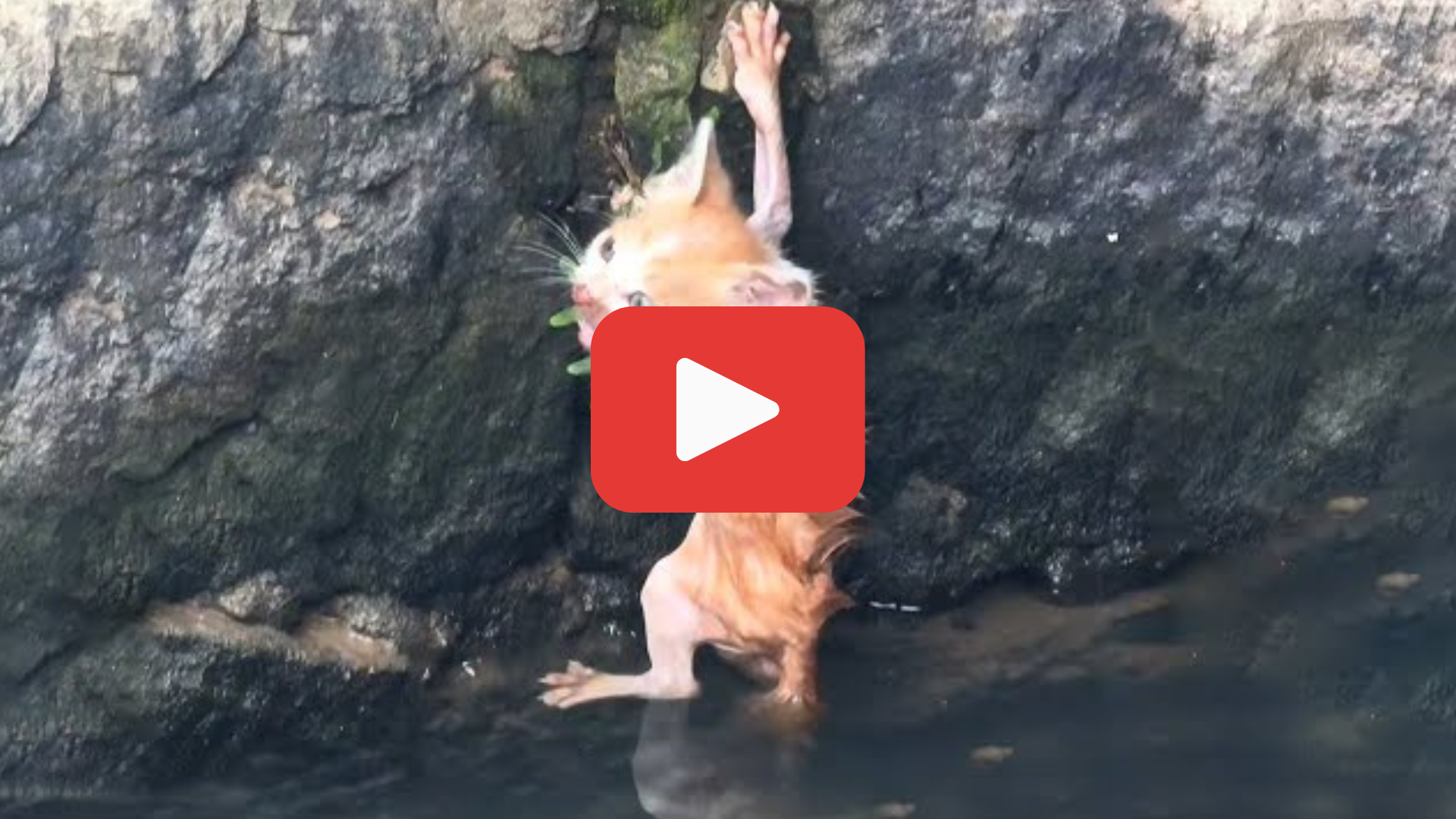 'Video thumbnail for Moments from Drowning, the Kitten Clung to Hope—and the Wall'