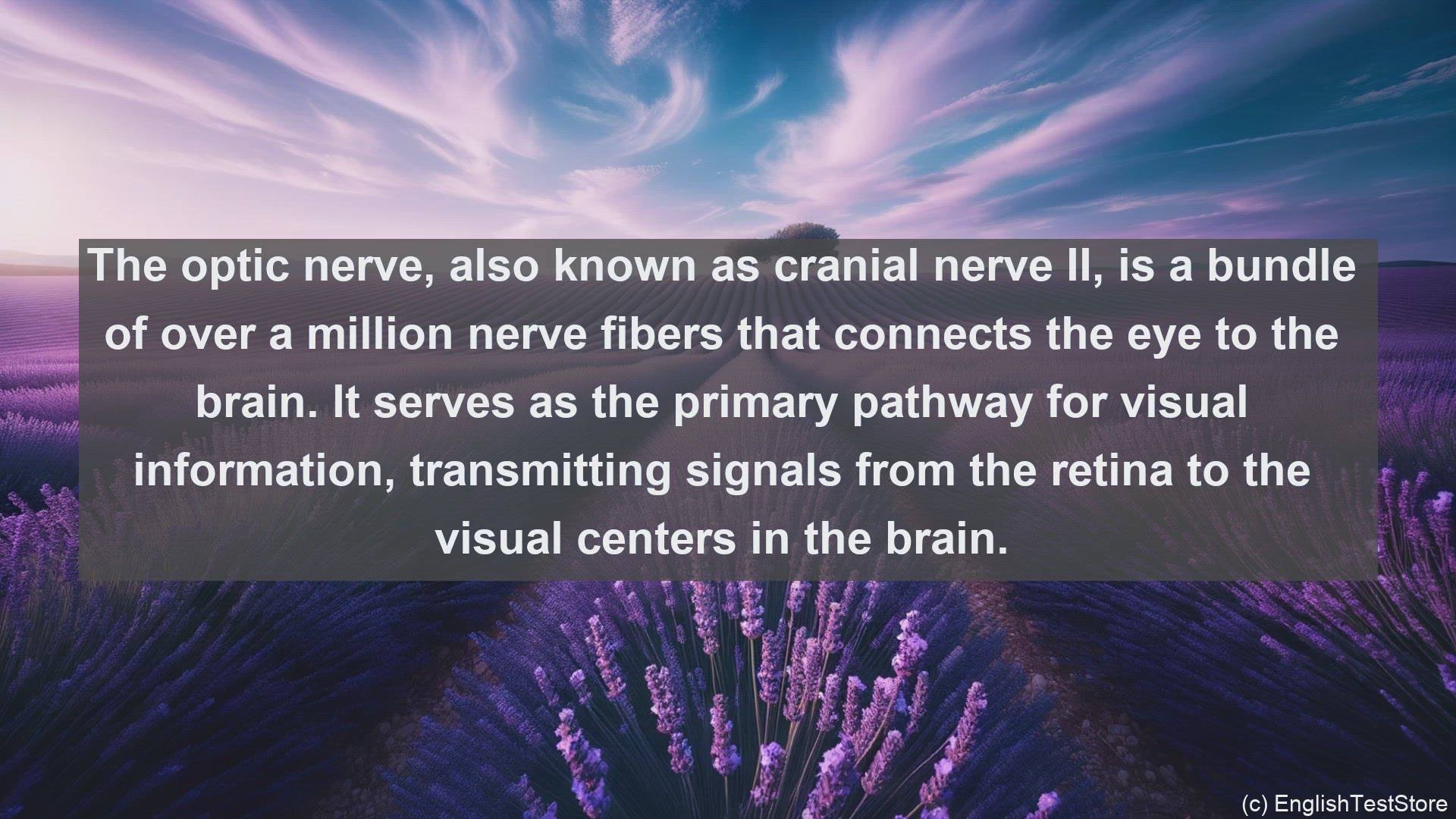 'Video thumbnail for Optic nerve in science  definition and examples'