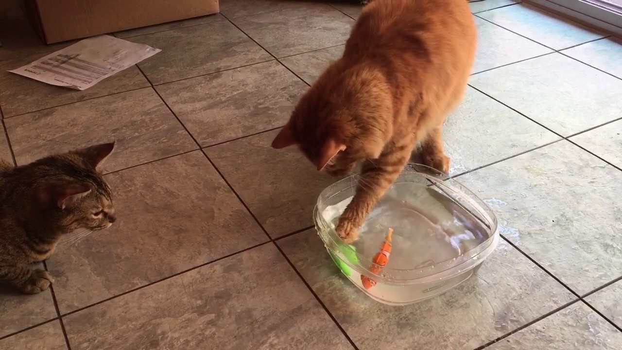 Video thumbnail for Cats going fishing.