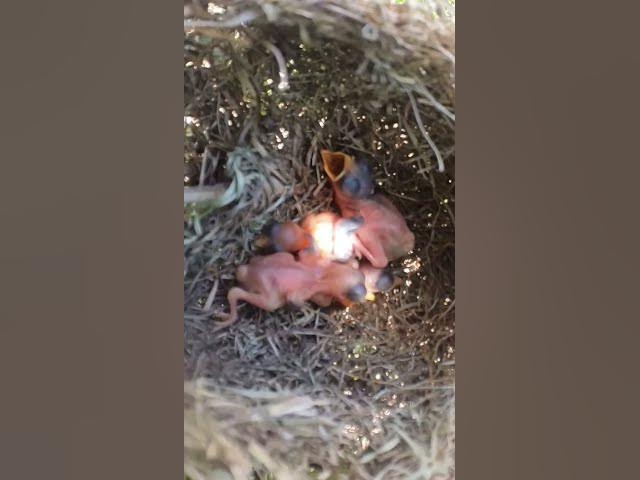 'Video thumbnail for #birdslover #birdwatch #wildlife #birdwatching #nature #birdfeeding'