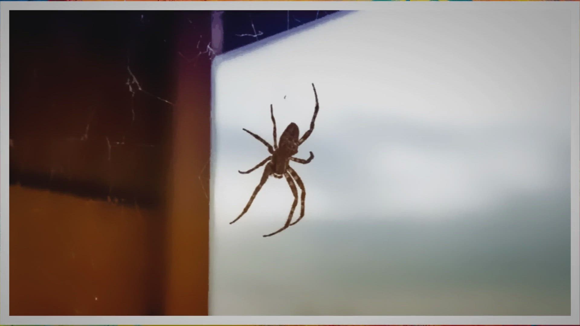 'Video thumbnail for Eliminating Spiders And Cobwebs From Home'