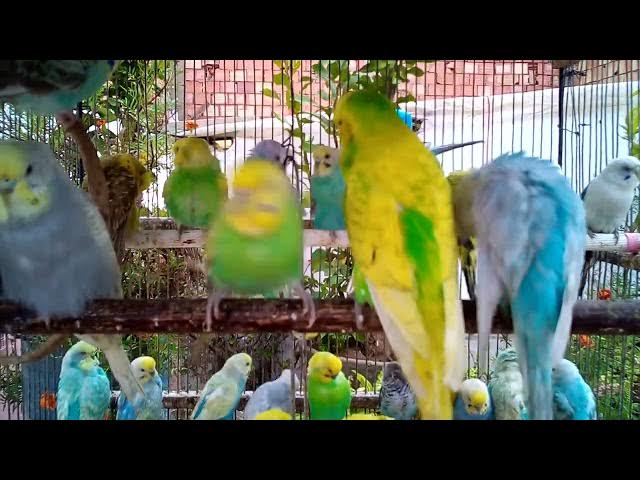 Video thumbnail for 사랑앵무의 매혹적인 색상 변이 자연의 아름다움