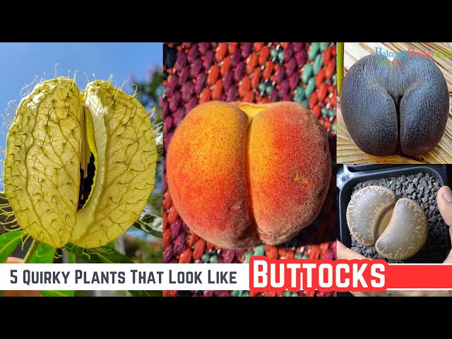 Video thumbnail for 5 Quirky Plants That Look Like Buttocks #gardening