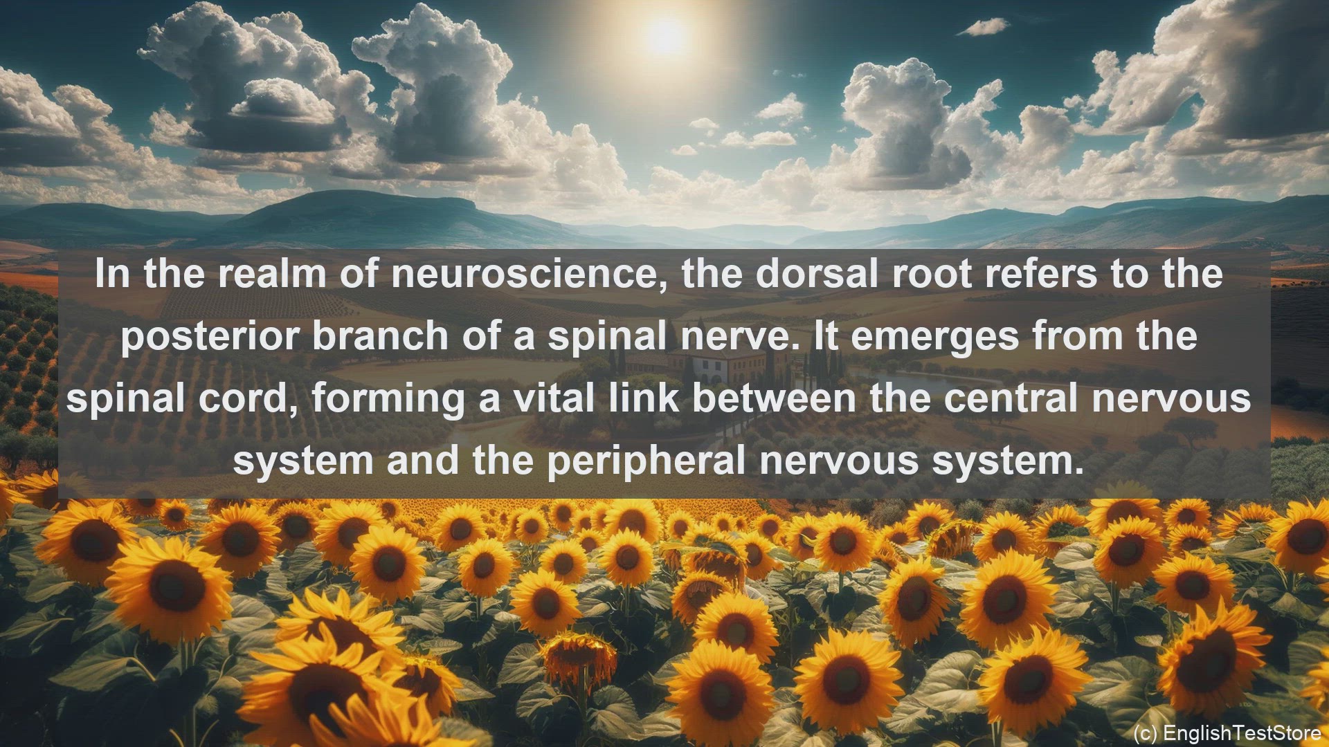 'Video thumbnail for Dorsal root in science  definition and examples'