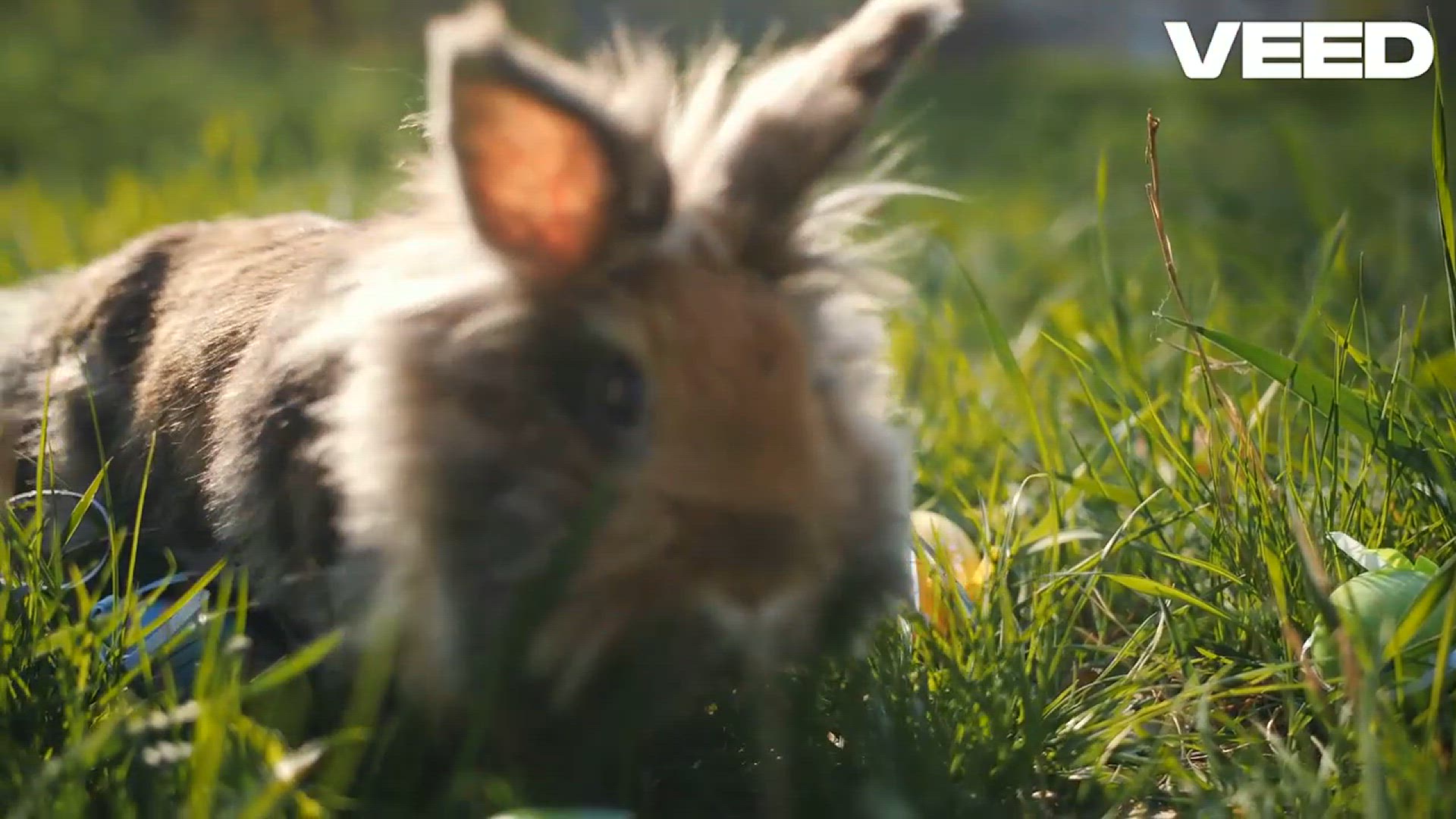 'Video thumbnail for Fascinating Facts About Rabbits: Speed, Agility, and Hidden Behaviors'