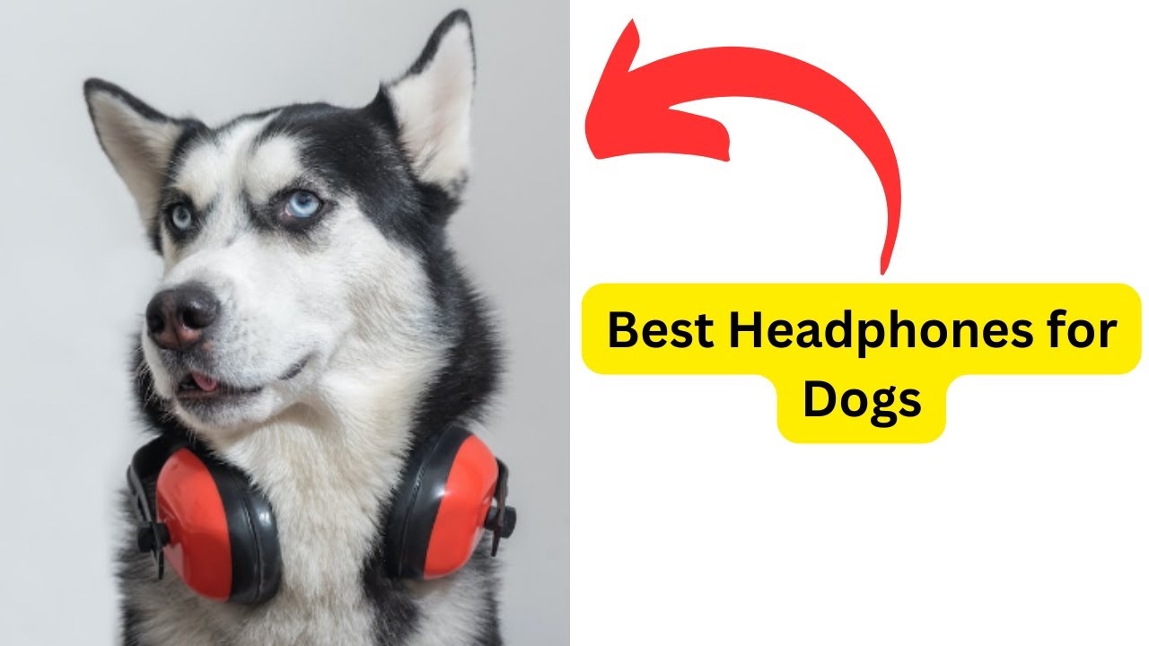 Video thumbnail for Best Headphones for Dogs