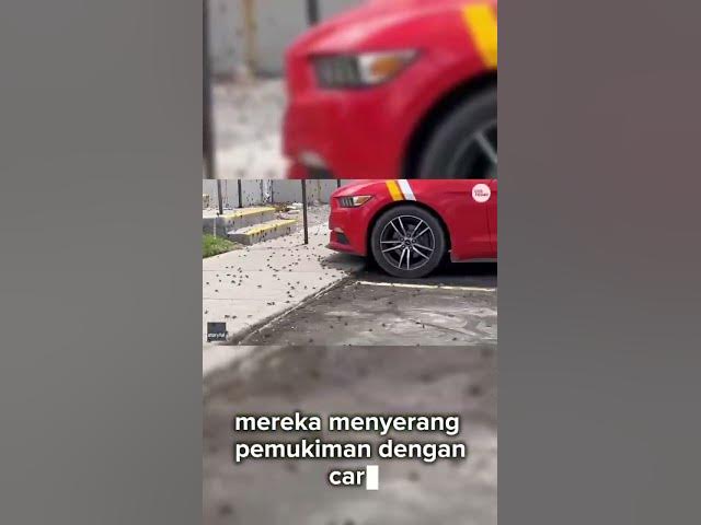 Video thumbnail for pasukan pernah jangkrik #viral #fyp #mobilelegends