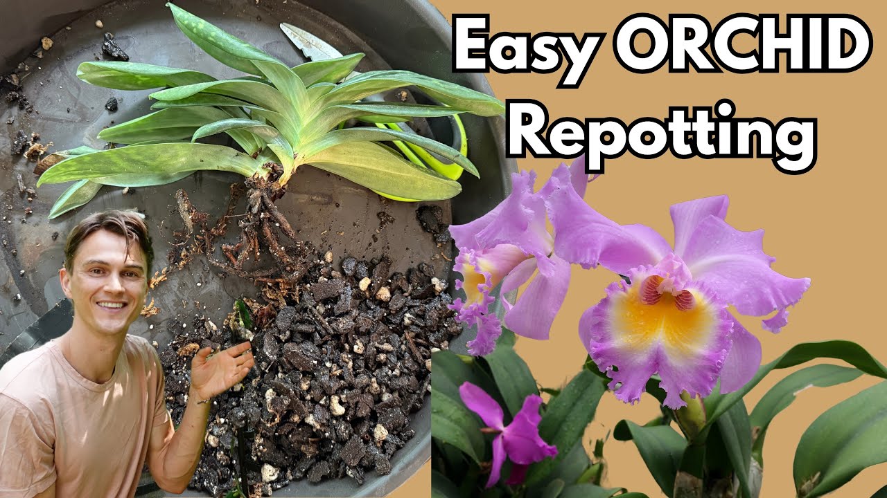 'Video thumbnail for ORCHIDS - Easy Repotting Tutorial'