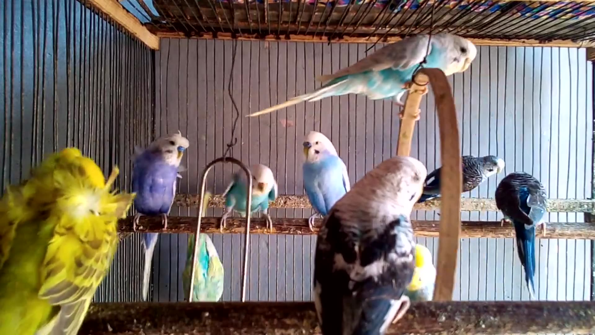 'Video thumbnail for Parrot Family Sounds – Peaceful Background for Your Day 🌼🕊️'