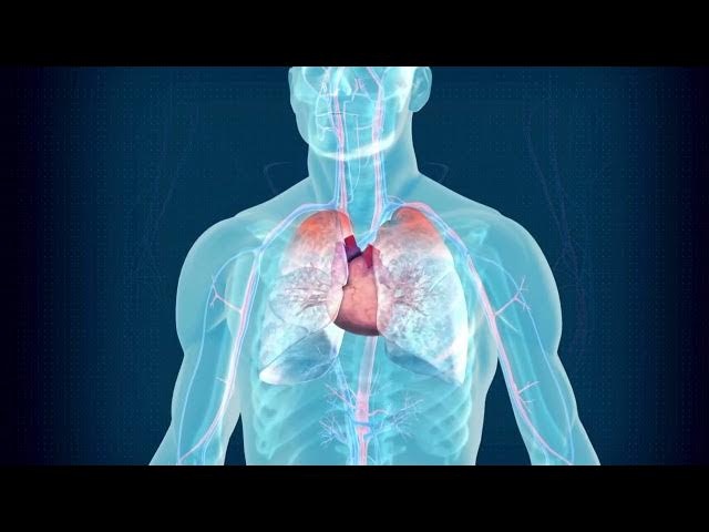 Cardiovascular Health: Heart, Risks and Prevention